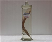 藏品(南洋鱵)的圖片